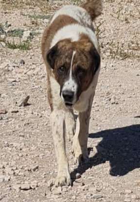 Adoption Titan