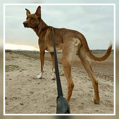 Adopter Tobby