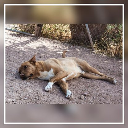 Adopter Tobby