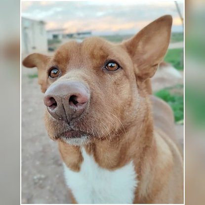 Adoption Tobby