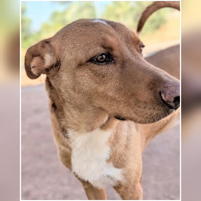 Adoption Tobby