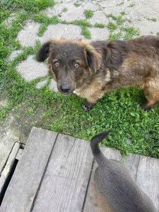 Adopter Toby