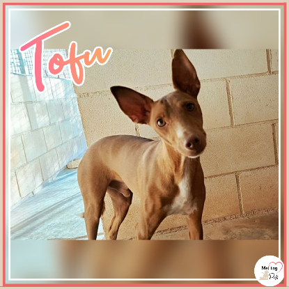 Adopter Tofu