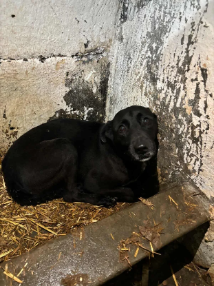 Adopter Tom