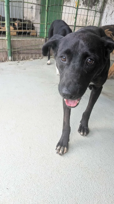 Adopter Tom