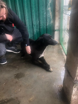 Adoption Tom