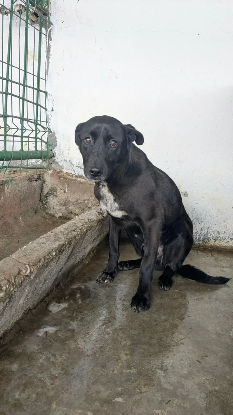 Adoption Tom