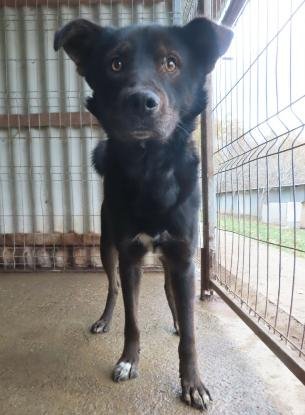 Adopter Tomm