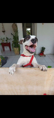 Adopter Tommy