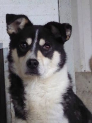 Adopter Tory