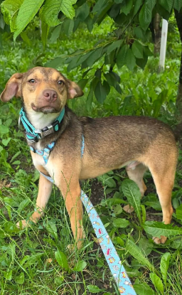 Adopter Tudor