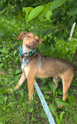 Adopter Tudor