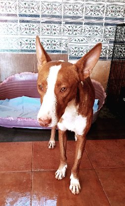 Adopter Turron