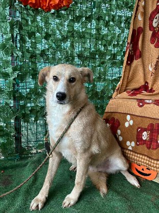 Adopter Twixy