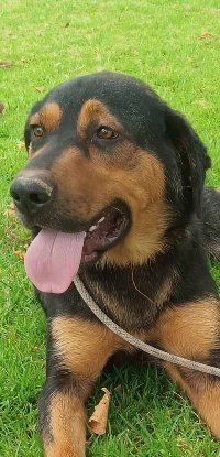 Adopter Ugo