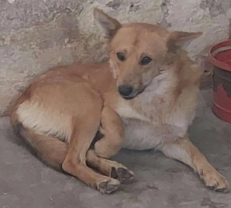 Adoption Ulko