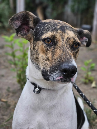 Adopter Uno