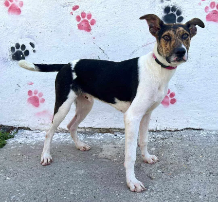 Adopter Uno