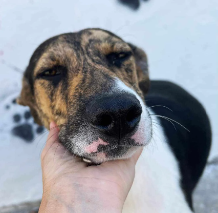 Adopter Uno