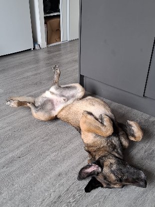 Adopter Ursu