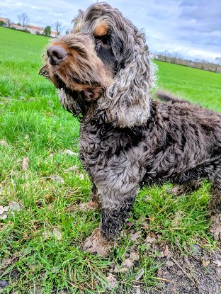 Adopter Usko