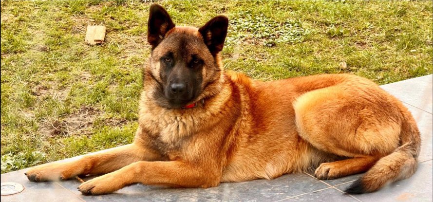 Adopter Uxie