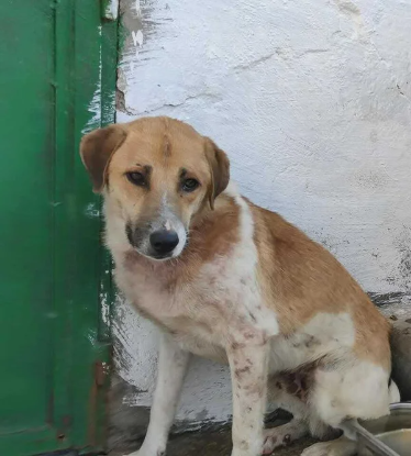 Adopter Vaillant