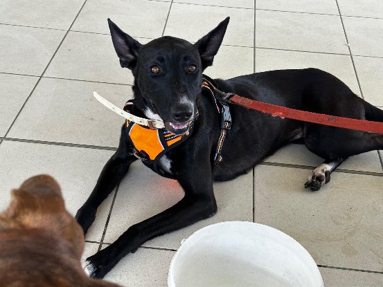 Adopter Vale