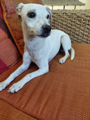Adopter Vanille