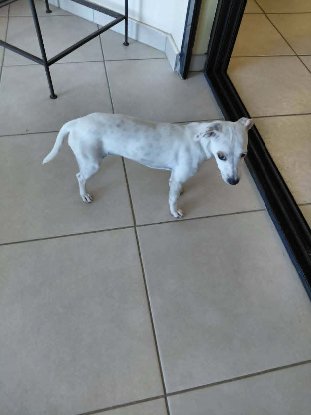 Adopter Vanille