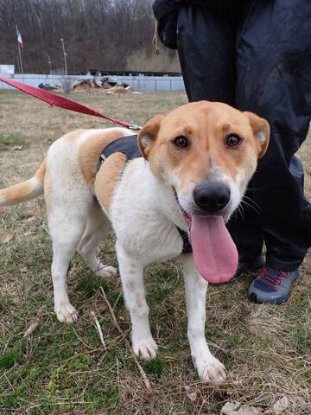 Adopter Vartan