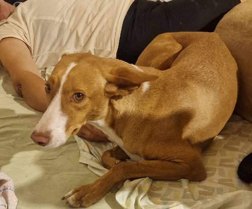 Adopter Vénus