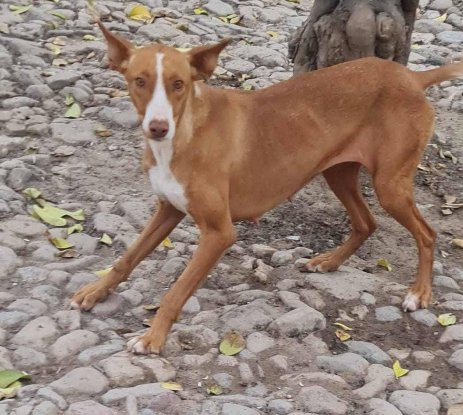 Adopter Vénus