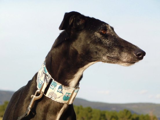 Adopter Vera