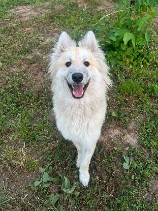 Adopter Victor
