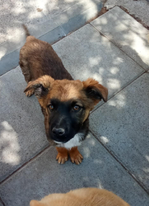 Adopter Victor