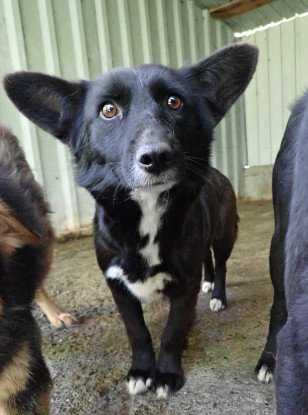 Adopter Vitae