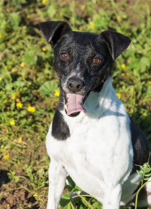 Adopter Vito