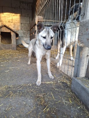 Adopter Vulca