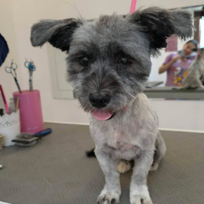 Adopter Wendy