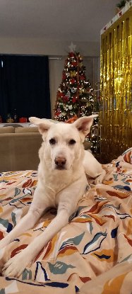 Adopter Winnie