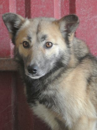 Adopter Wolfie