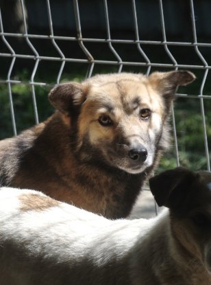 Adopter Wolfie