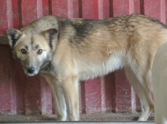 Adoption Wolfie