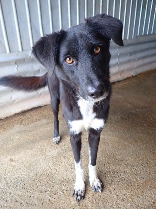 Adopter Yami