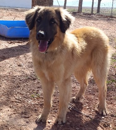Adopter Yeti