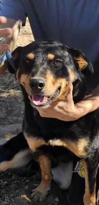 Adopter Yori