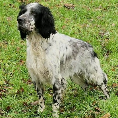 Adopter Yugo