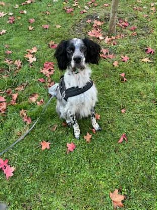 Adoption Yugo