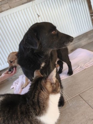 Adopter Zannie